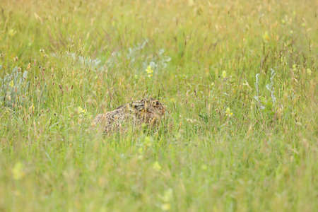 Brown hare hiding in long grass in summer sunlight
