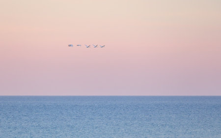 Six flying Mute Swans, Cygnus Olor, by a colorful sky at sunset over the baltic sea