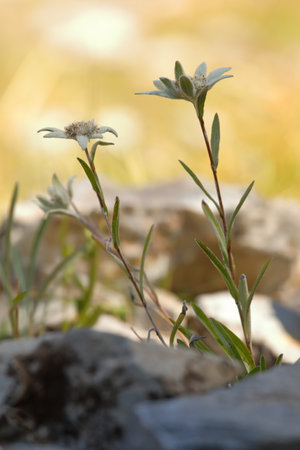 Edelweiss flower on rock in the Alps backlit by the golden sunの写真素材