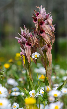 Serapias neglecta - scarce tongue-orchid - in Liguria, Italyの写真素材