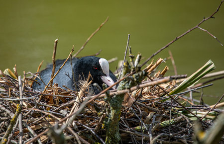 Eurasian coot - Fulica atra - on her nestの写真素材