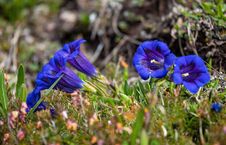 Beautiful vivid blue flower Gentiana clusii blooming in the alpsの写真素材