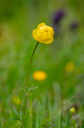 Close-up of a beautiful yellow Globeflower, Trollius europaeus shot in swiss alps.の写真素材