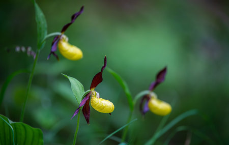 Yellow ladys slipper orchid - Cypripedium calceolus in swiss alpsの写真素材