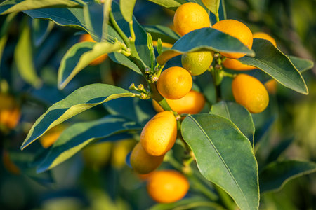 Fortunella margarita Kumquats - cumquats - foliage and fruits on kumquat tree. Many ripe kumquat fruitsの写真素材
