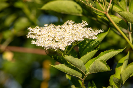 close-up photo of a elder flower in spring seasonの写真素材