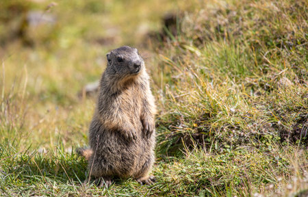 Closeup young Alpine marmot - Marmota marmota - in grass at Davos in the Swiss Alps, Switzerlandの写真素材
