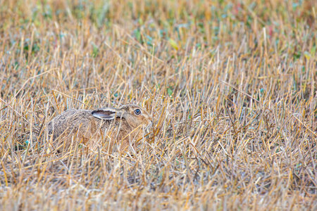 A European hare hiding in a field, early in the morning in Denmarkの写真素材