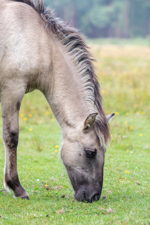 close up of a grazing wild horse - Equus ferus - at Marielyst nature reserveの写真素材