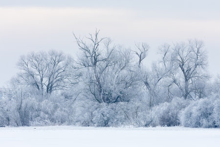 A moody winter scene with large willow trees covered in hoar frost and enveloped by fogの写真素材