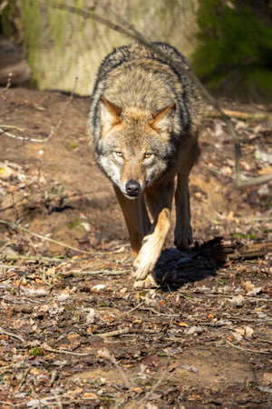 Gray wolf in forest. The wolf, Canis lupus, also known as the gray wolf or grey wolf, is a large...