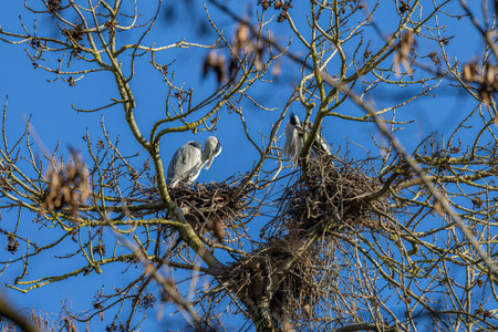 Gray heron - Ardea cinerea - sitting on nest high in winter tree on sunny day