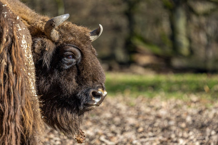 head of an impressive european bison bullの写真素材