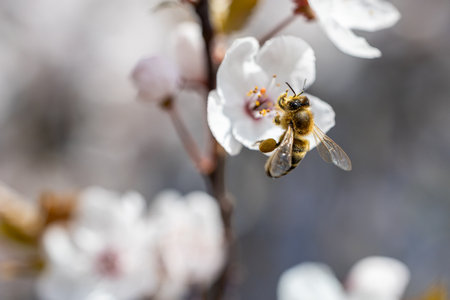 Bee sucking the nectar on the white flowers of Prunus Cerasifera in spring