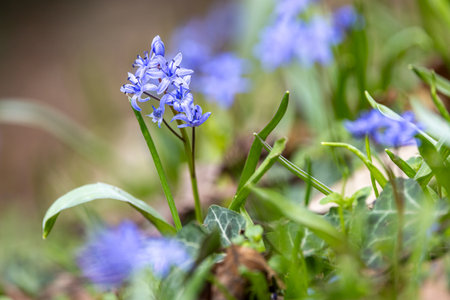 Flowering plant alpine squill - Scilla bifolia - in a natural habitatの写真素材