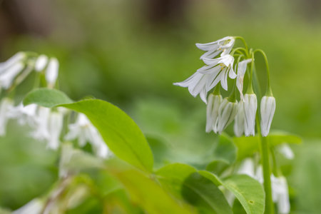 Wild growing Allium triquetrum known commonly as onion weed, three cornered leek or three cornered garlicの写真素材