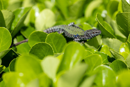 Italian wall lizard, Podarcis muralis nigriventris, Lerici, Liguria, Italyの写真素材