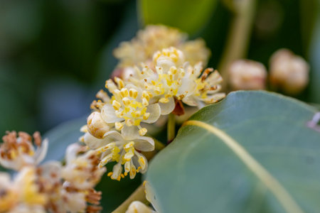 Blossom of the bay tree - Laurus nobilis, aromatic and medicinal plantの写真素材