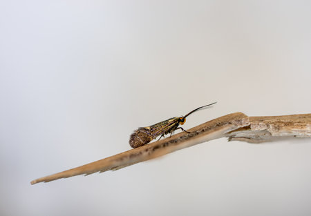 Esperia sulphurella - the sulphur tubic micro moth sitting on a small pieace of woodの写真素材