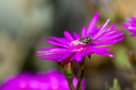 white spotted rose beetle - Oxythyrea funesta - sitting on a pink flower