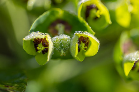 Closeup of Mediterranean spurge flowers - Euphorbia characias, or Albanian spurgeの写真素材