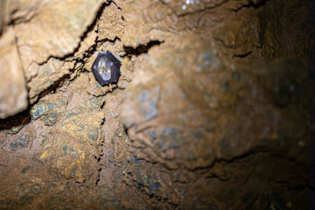 Horseshoe bat hanging in a cave in northern Italy, Europeの写真素材