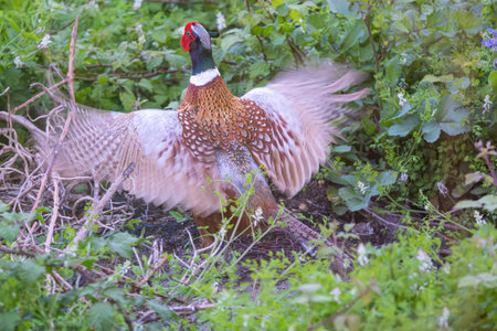 Pheasant - Phasianus colchicus, courting cock, Lerici, Liguria, Italy, Europeの写真素材