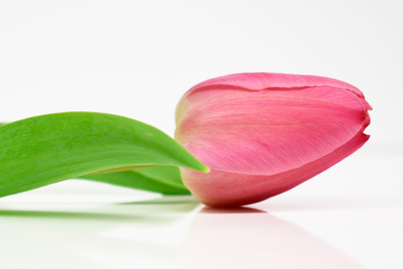 pink tulipの写真素材