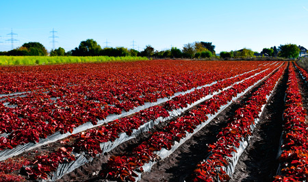 Red farmlandの写真素材