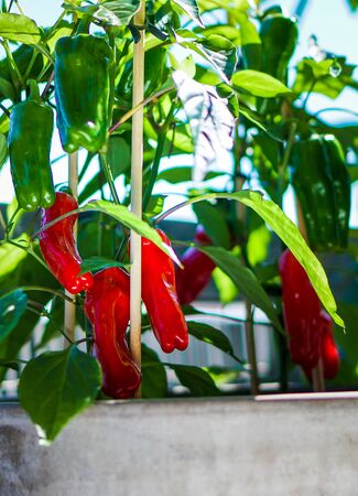 Fresh tomatoes on balcony garden. High quality photoの写真素材