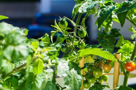 Fresh tomatoes on balcony garden. High quality photoの写真素材