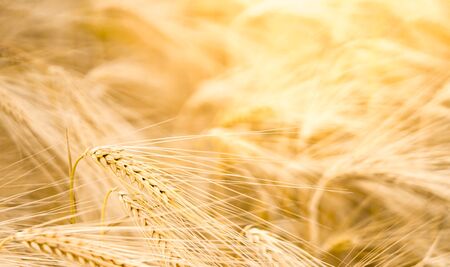 Barley on farmland with sundlight as background. High quality photo with space for textの写真素材