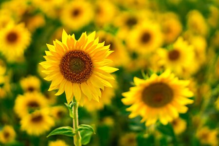 Beautiful Sunflowers in a sunflowerfield with nice colors and bokeh. High quality photoの写真素材