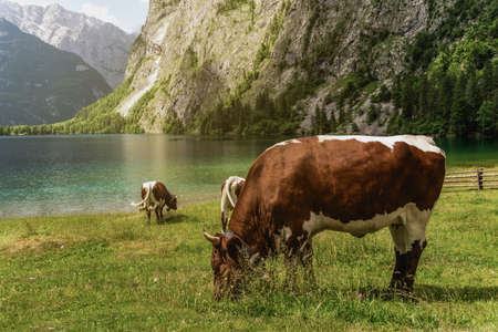 A few appy Cows eating grass near to a lakeの写真素材