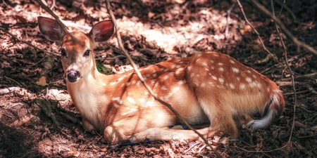 White tail doe, deer lying down in woodsの写真素材