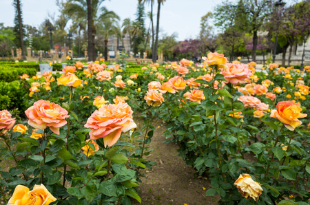 Rose gardenの写真素材