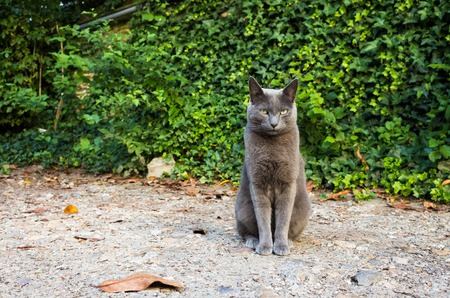 Cat standingの写真素材