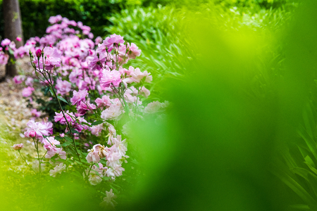Flower parkの写真素材