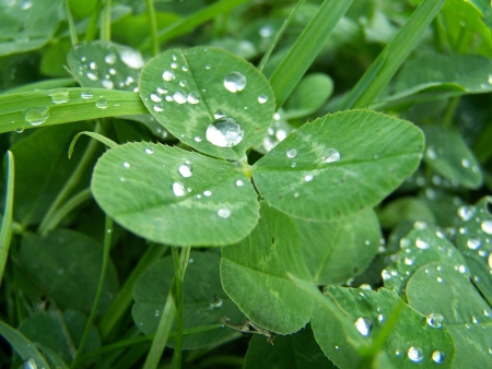 Water on cloverの写真素材