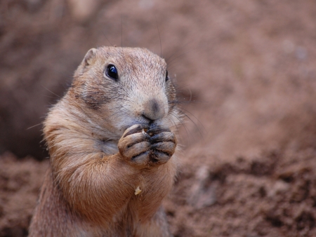 prairie dogの写真素材