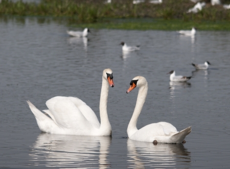 pair of swansの写真素材