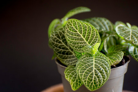 Close up of potted plant on black background with copy space.