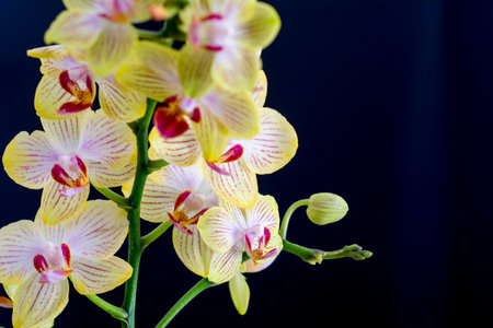 Beautiful yellow orchid on a black background. Selective focus.の写真素材