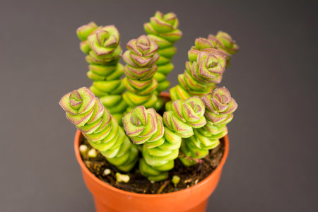 Succulent plant in a pot on a black background. Close up.の写真素材