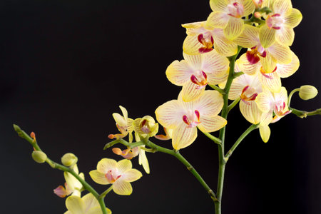 Yellow orchid on a black background with copy space for text.の写真素材