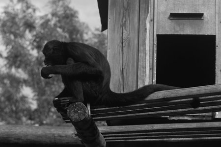 Black monkey sitting on a tree house. Black and Whiteの写真素材