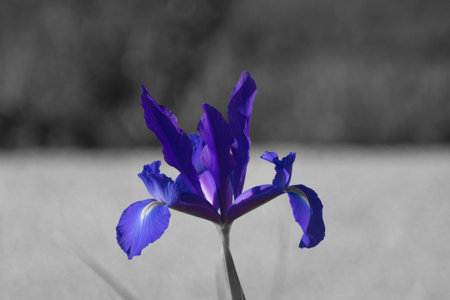 Blue iris flower on a gray background. Selective focus.の写真素材