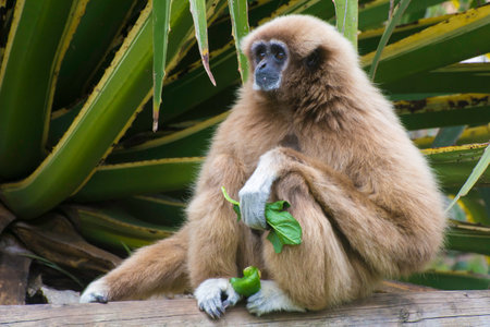 Gibbon sitting on a tree trunk and holding a leafの写真素材