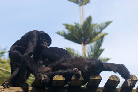 three black monkeys embracedの写真素材