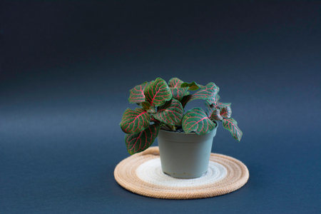 Caladium bicolor in a pot.の写真素材